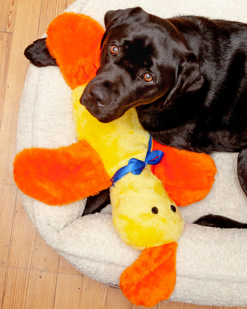 Darling Duck Plush Dog Toy (Made in the USA) Play MUTTS & MITTENS   