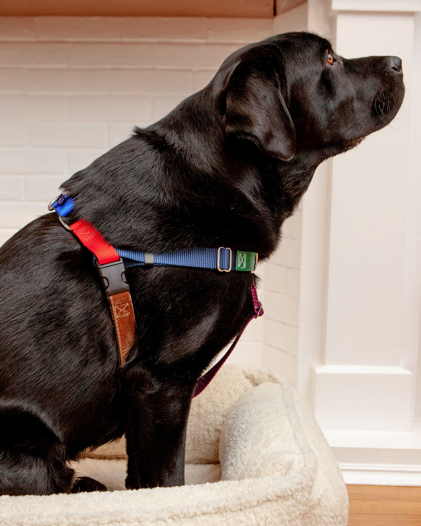 About Us - USA Dog Shop: Freedom No Pull Harness