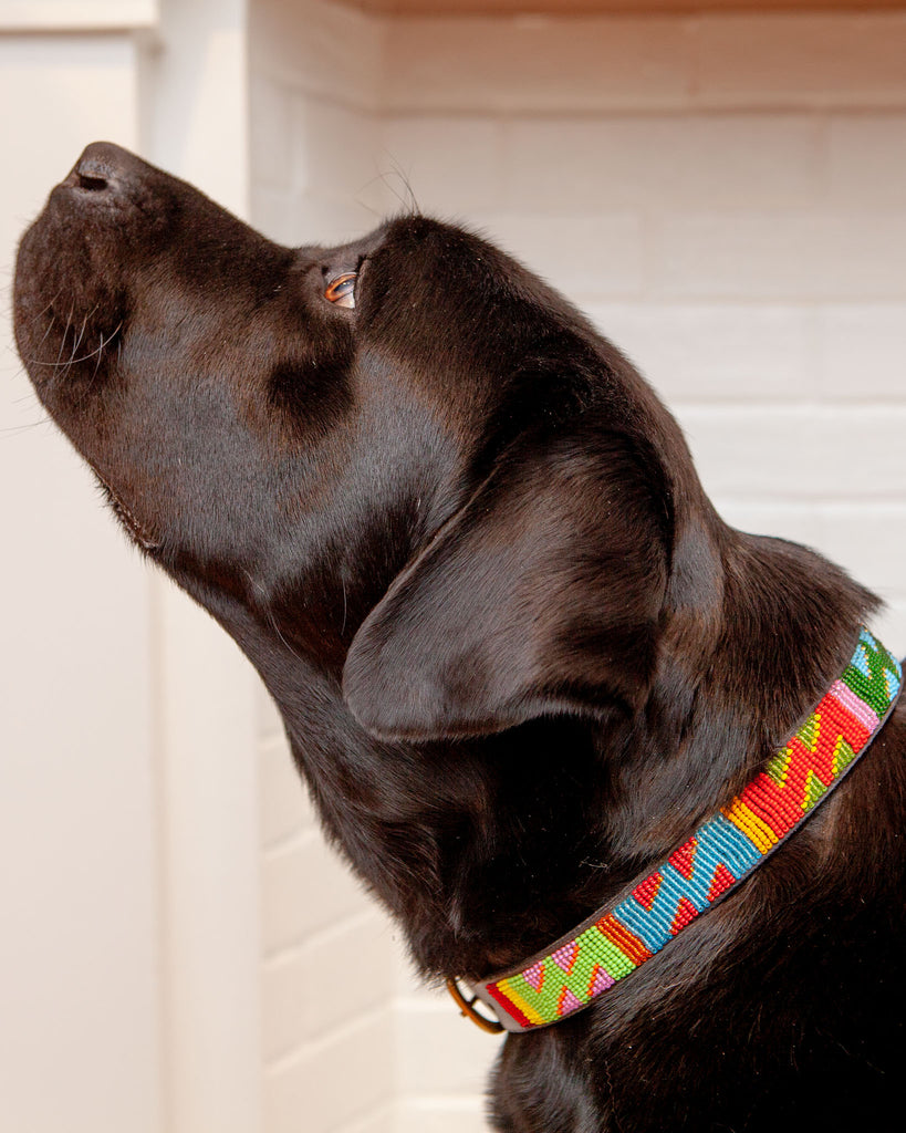 Hippo Circus Beaded Leather Dog Collar (FINAL SALE) WALK THE KENYAN COLLECTION   