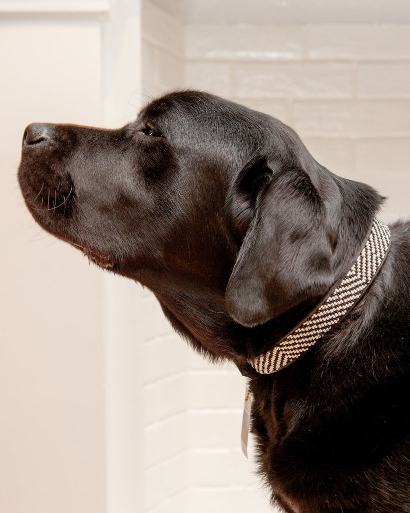 Zebra Pattern Black & White Beaded Dog Collar<br>(FINAL SALE) WALK THE KENYAN COLLECTION   