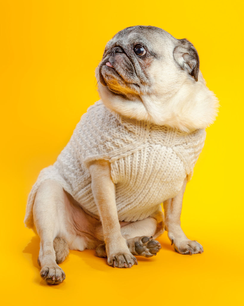 Cable Knit Wool Dog Sweater in Natural << CLEARANCE >> Wear CHILLY DOG   