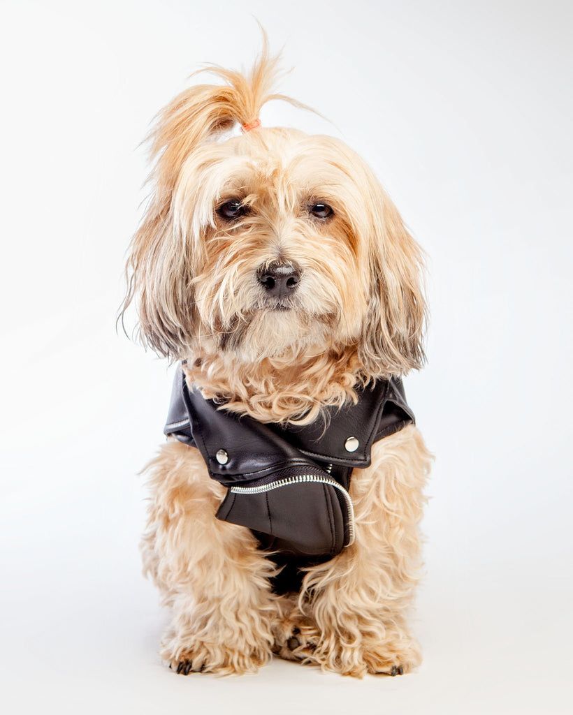 Vegan Leather Moto Vest for Dogs Wear EYE OF DOG   