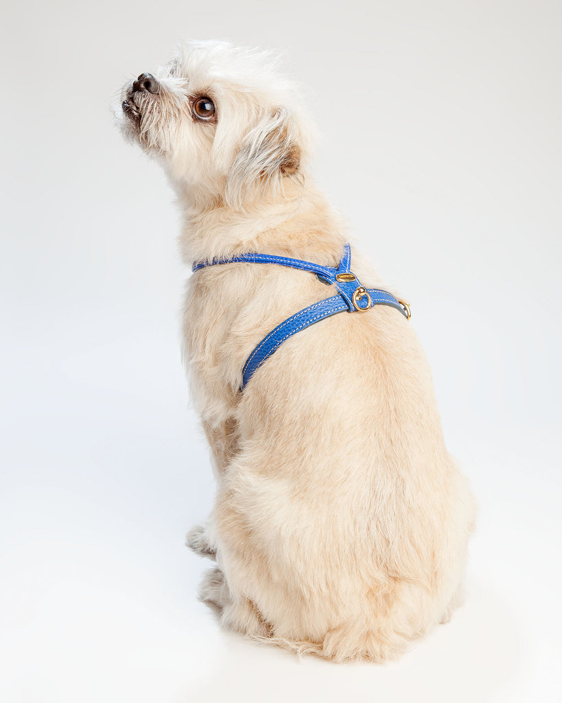 Italian Leather Harness in Blue << FINAL SALE >> WALK LA CINOPELCA   