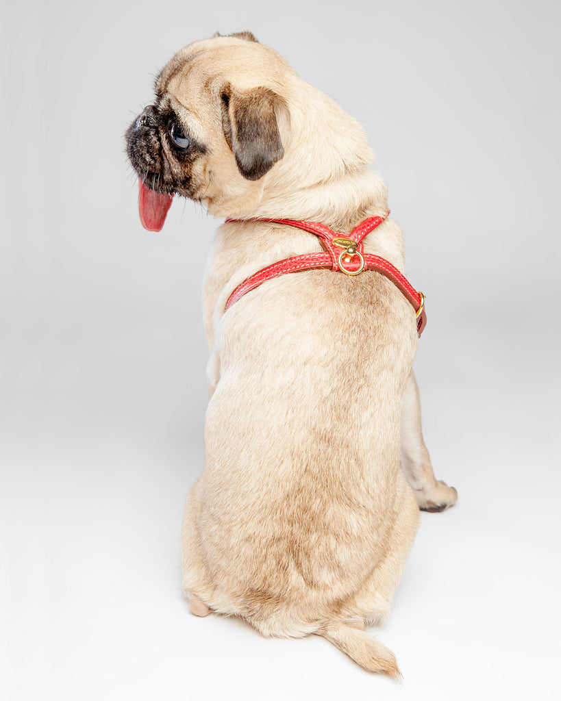 Italian Leather Harness in Red (FINAL SALE) WALK LA CINOPELCA   