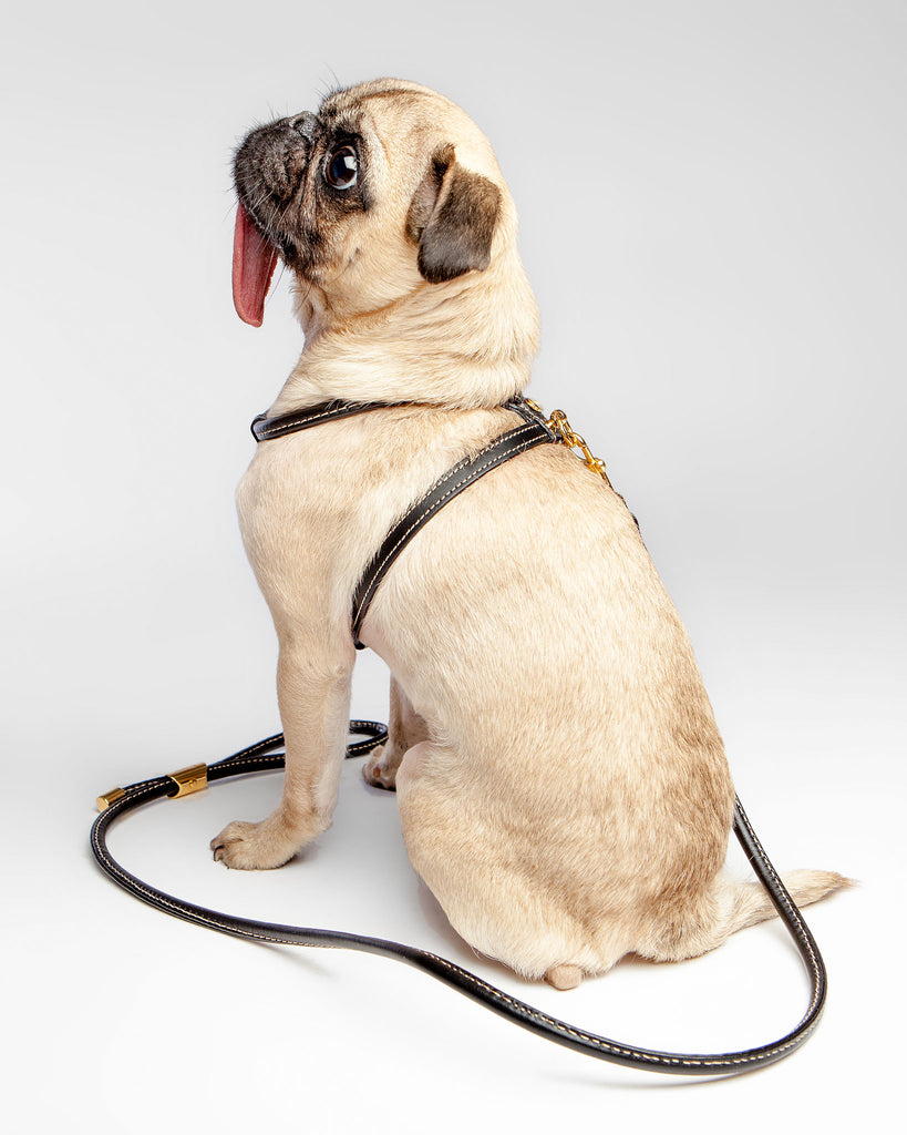 Italian Leather Dog Leash in Classic Black WALK LA CINOPELCA   