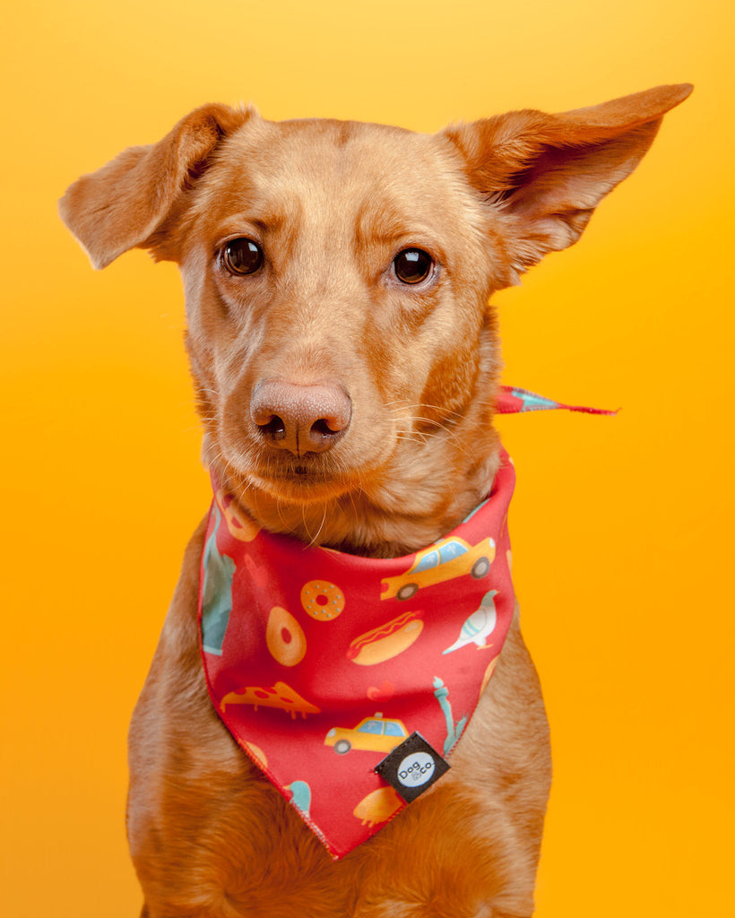 Nutty for New York Dog Bandana Eat DOG & CO. COLLECTION   