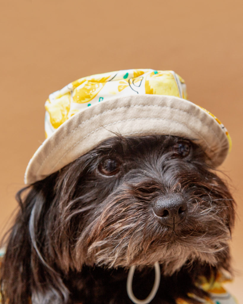 DOGO Lemonade Bucket Hat for Dogs DOG CO
