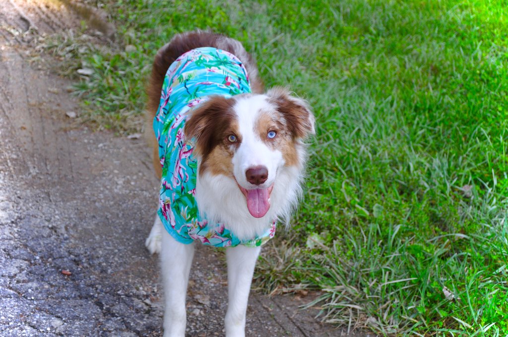 DOG THREADS | Flamingo Fresh BBQ Shirt Apparel DOG THREADS   