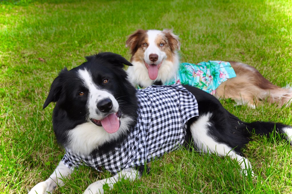 DOG THREADS | Flamingo Fresh BBQ Shirt Apparel DOG THREADS   