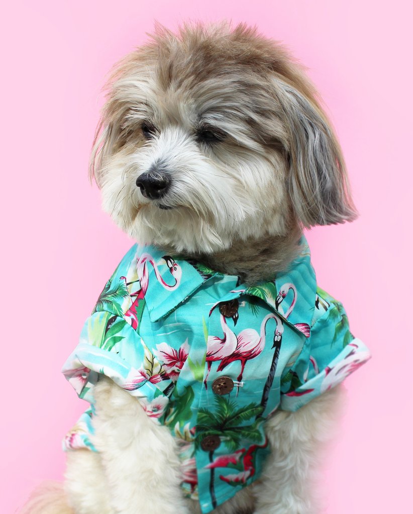 DOG THREADS | Flamingo Fresh BBQ Shirt Apparel DOG THREADS   