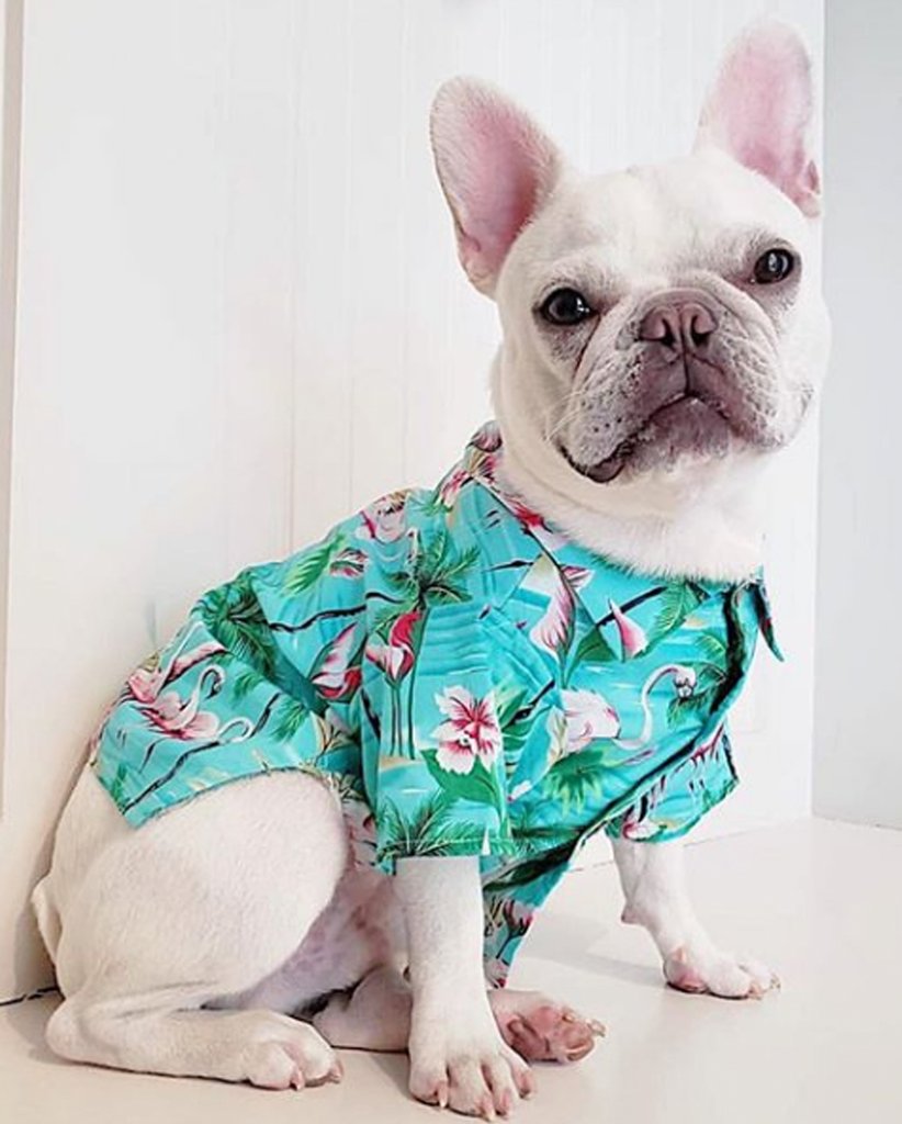 DOG THREADS | Flamingo Fresh BBQ Shirt Apparel DOG THREADS   