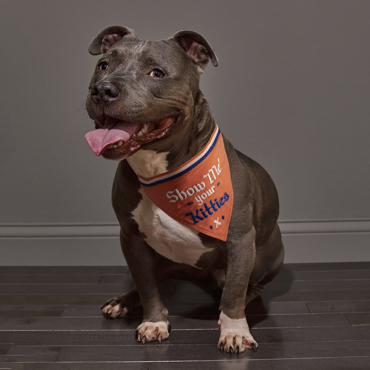 EASY TIGER Kitties Dog Bandana DOG CO