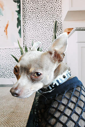 EYE OF DOG | Meshn Around Top in Black Apparel EYE OF DOG   