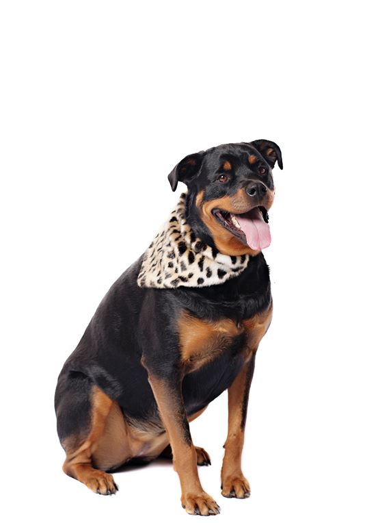 FABULOUS FURS | Dog Bandana in Cheetah a FABULOUS FURS   