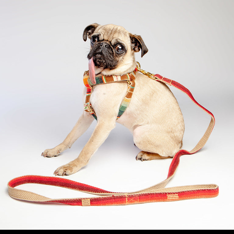 FINNEGAN'S STANDARD GOODS | Sunset Collar Collar Finnegan's Standard Goods   