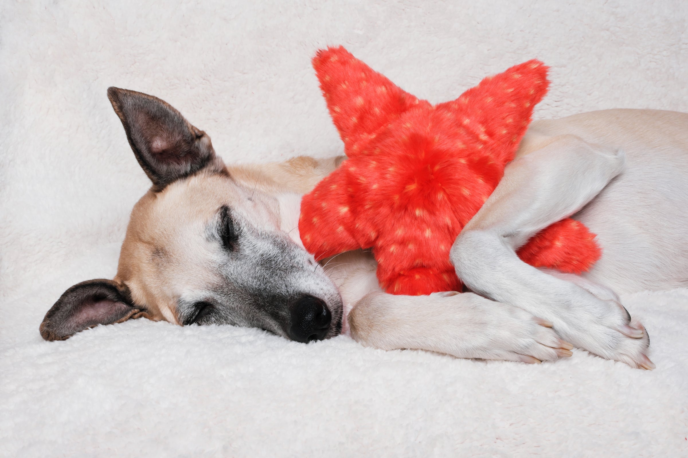 Fluff & Tuff Ziggy Starfish Dog Toy - Medium Plush Dog Toy With Embroidered Eyes
