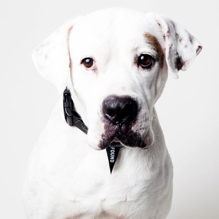 FOUND MY ANIMAL | Leather Alternative Collar in Black Collar FOUND MY ANIMAL   