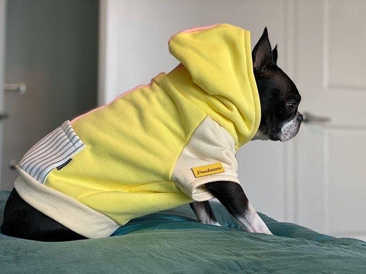 Dog Hoodie in Banana Split Wear FRENCHIESTORE   
