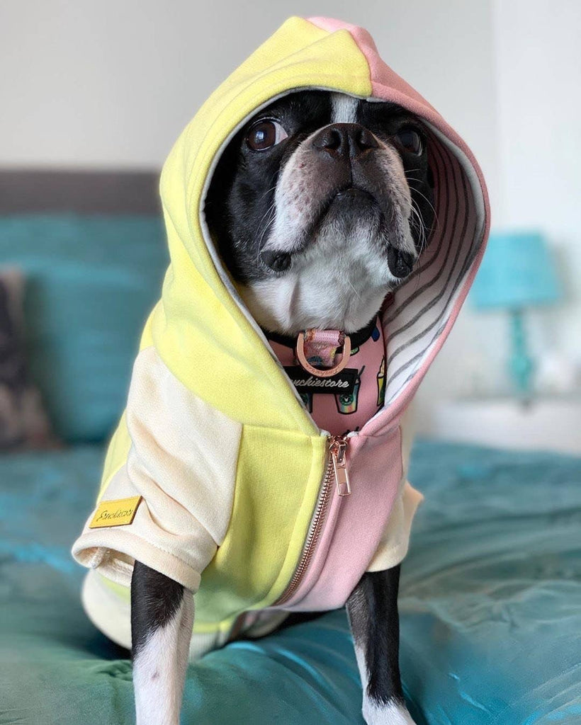 Dog Hoodie in Banana Split Wear FRENCHIESTORE   
