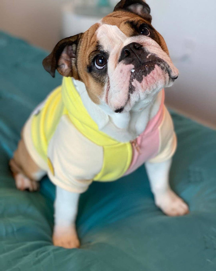 Dog Hoodie in Banana Split Wear FRENCHIESTORE   