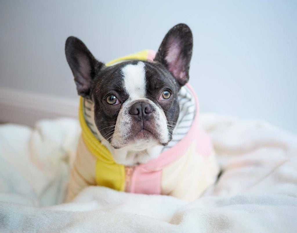 Dog Hoodie in Banana Split Wear FRENCHIESTORE   
