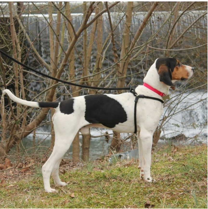 Harness Lead in Black Reflective WALK HARNESS LEAD   
