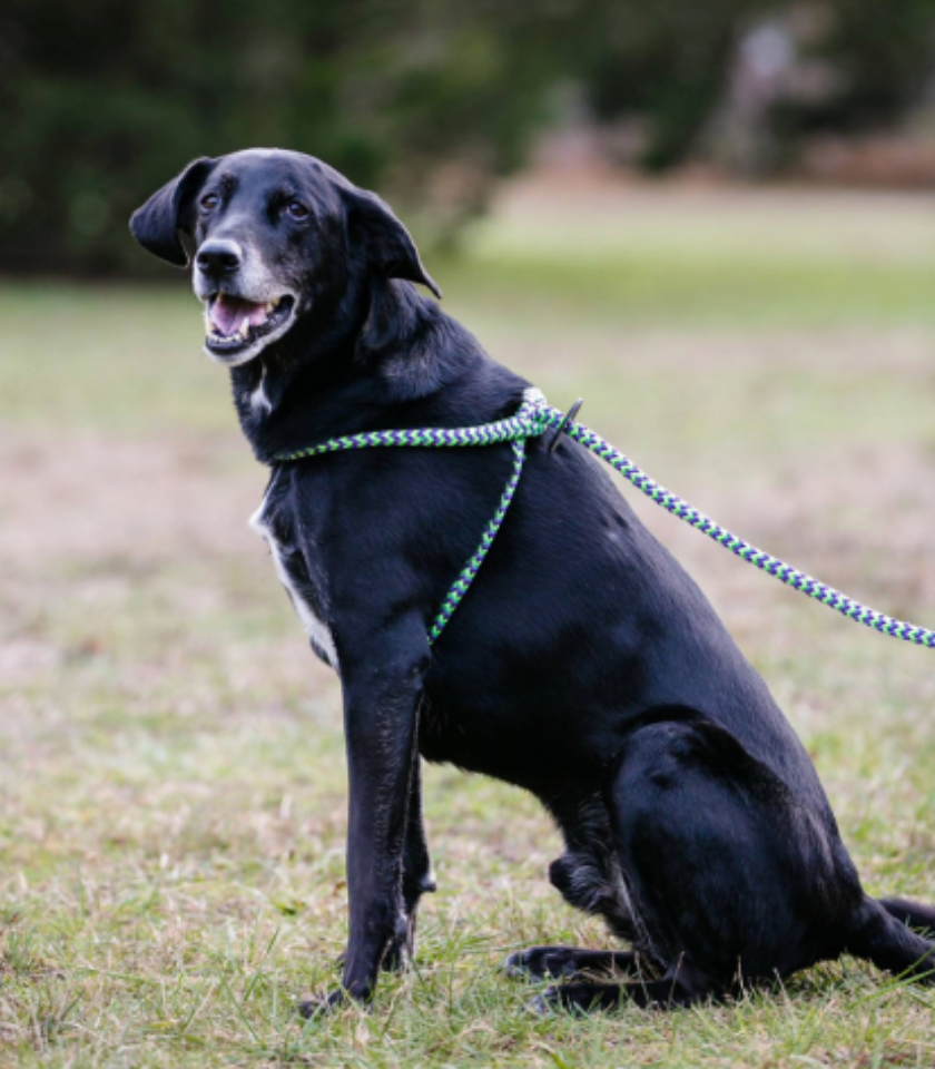 Harness Lead in Black Reflective WALK HARNESS LEAD   