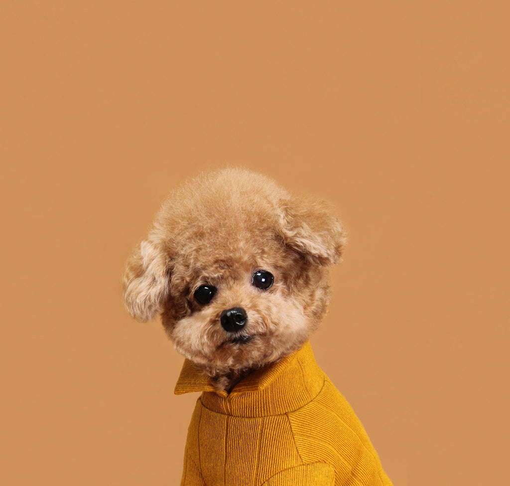 HUTS & BAY | Knit Collar Shirt in Mustard Apparel HUTS & BAY   