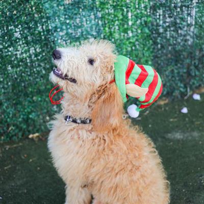 Lil' Helper Elf Hat for Dogs Wear Huxley & Kent   