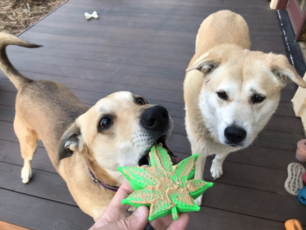 Happy Leaf Durable Nylon Dog Toy (Made in the USA) Play SODA PUP   