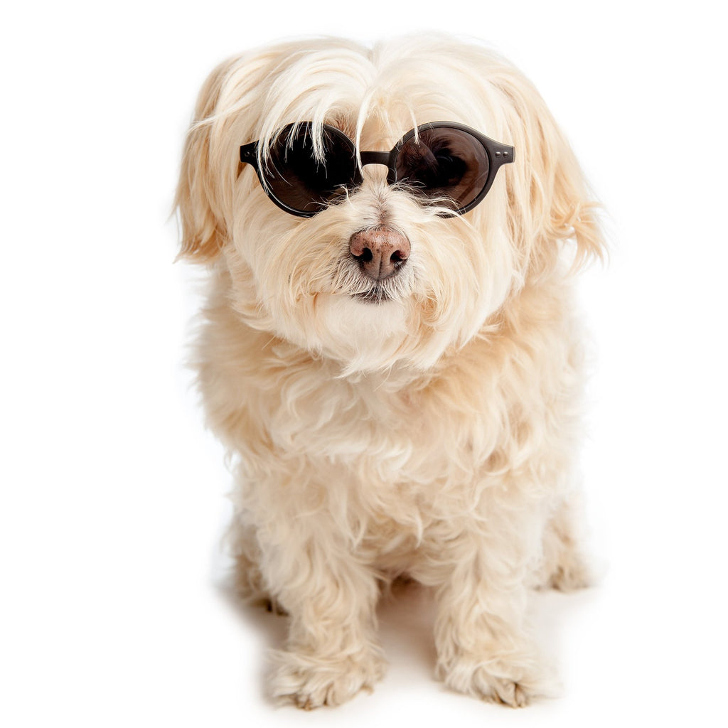 IZIPIZI | Sunglasses in Black Accessories IZIPIZI   