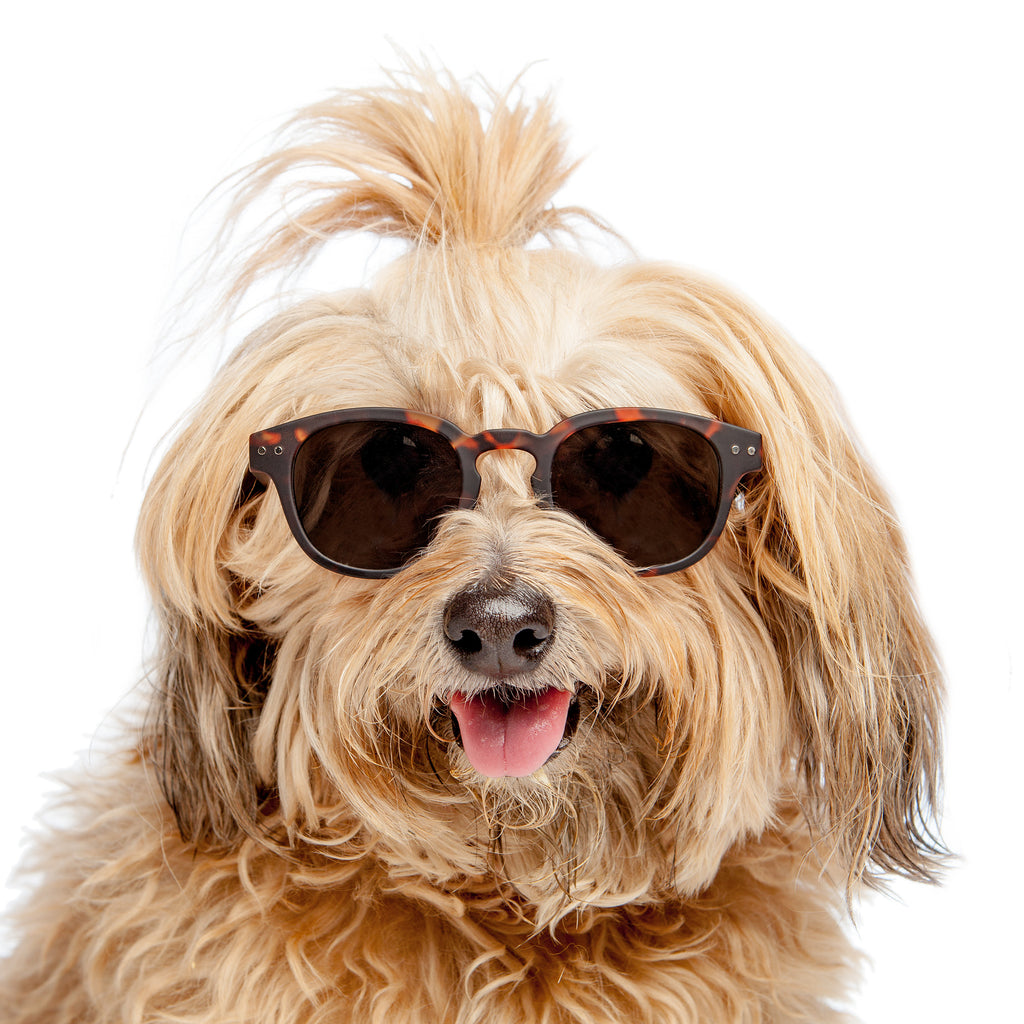 IZIPIZI | Sunglasses in Tortoise Soft Brown Accessories IZIPIZI   