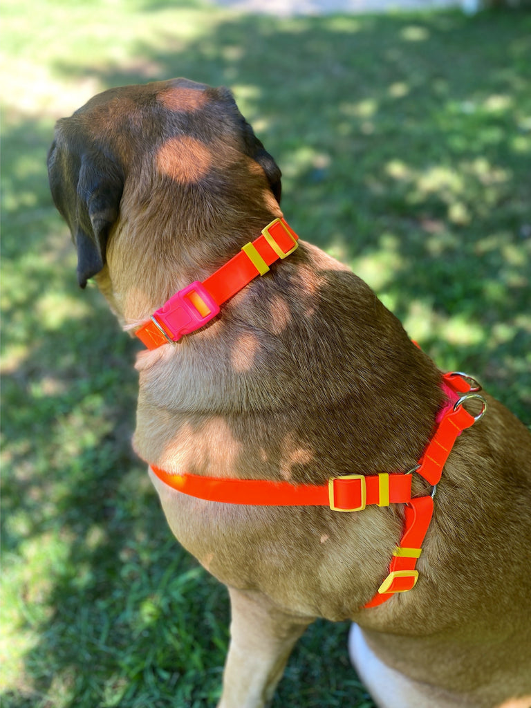 A Walk in the Park Dog Collar in Neon Orange (Made in the USA) WALK DOG & CO. COLLECTION   