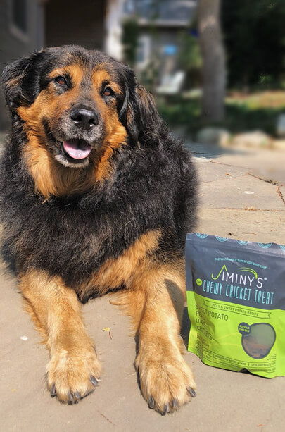 Cricket Dog Treats in Sweet Potato and Peas Eat JIMINY'S   