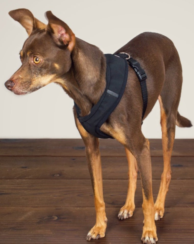 Laguna Dog Harness in Black WALK WILDEBEEST   