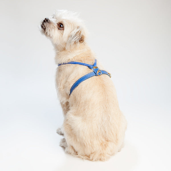 Italian Leather Leash in Blue WALK LA CINOPELCA   