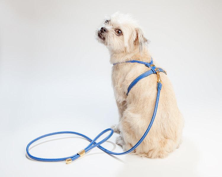 Italian Leather Harness in Blue << FINAL SALE >> WALK LA CINOPELCA   