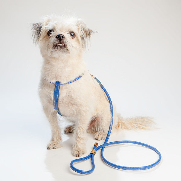 Italian Leather Leash in Blue WALK LA CINOPELCA   