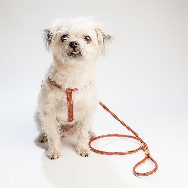 Italian Leather Dog Harness in Luggage Brown WALK LA CINOPELCA   