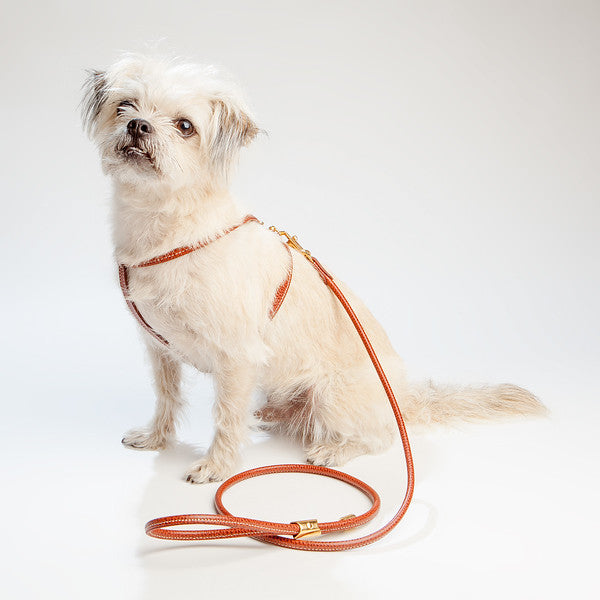 Italian Leather Dog Harness in Luggage Brown WALK LA CINOPELCA   