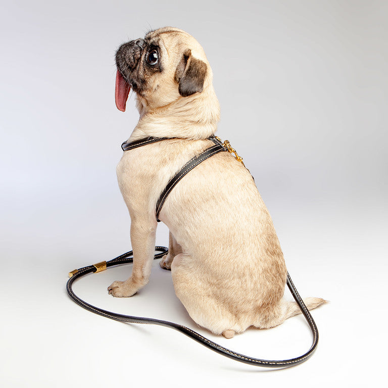 Italian Leather Dog Harness in Classic Black WALK LA CINOPELCA   