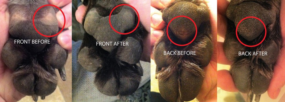 LOYAL CANINE | No. 1 Pawmade Pad Protector clean LOYAL CANINE   