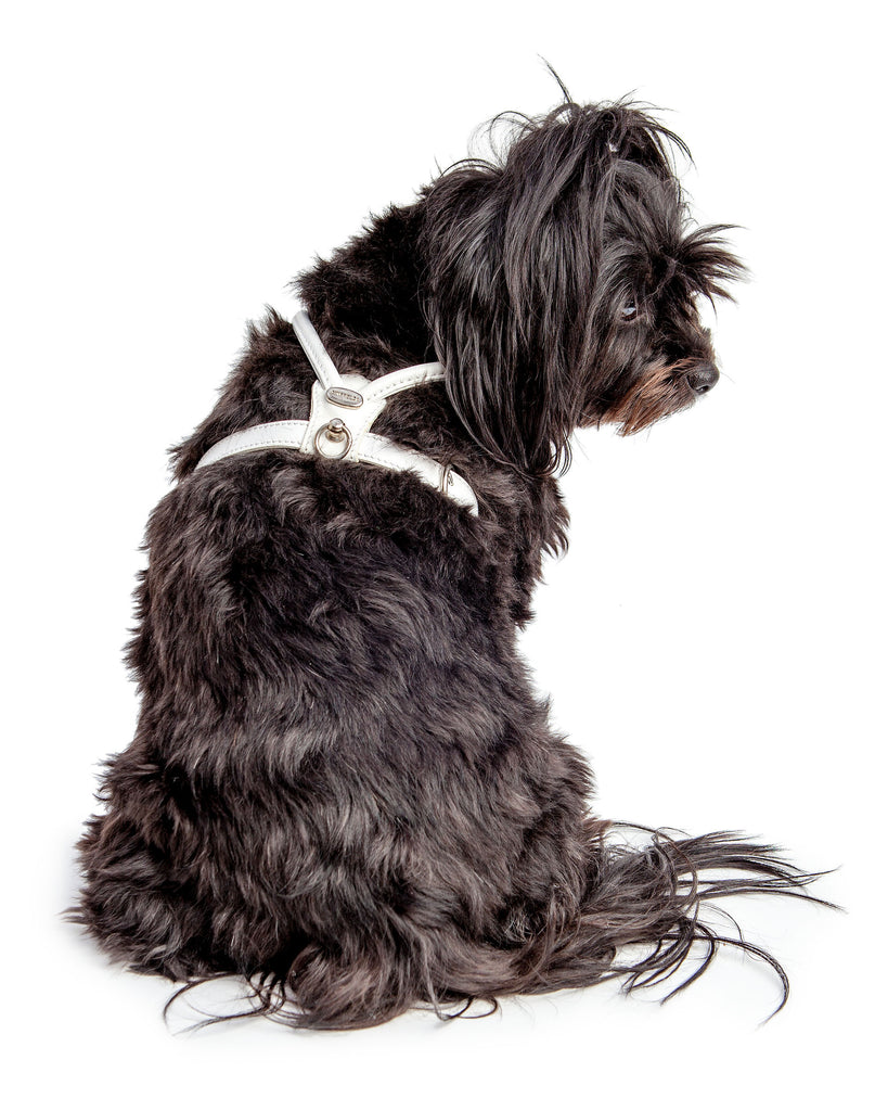 Italian Leather Dog Harness in Ultra White WALK LA CINOPELCA   