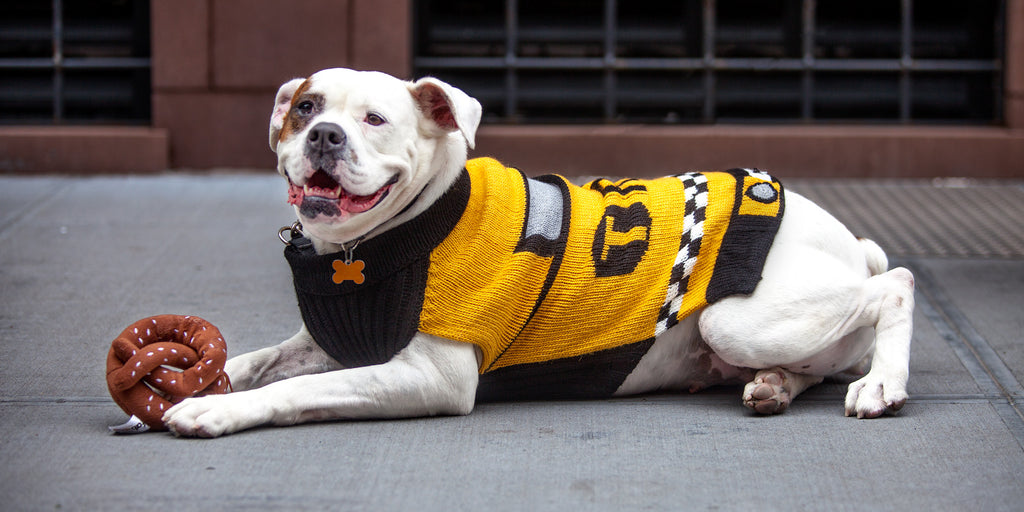 NYC Taxi Handknit Dog Sweater (Dog & Co. Exclusive) Wear PERUVIAN KNITS for DOG & CO.   