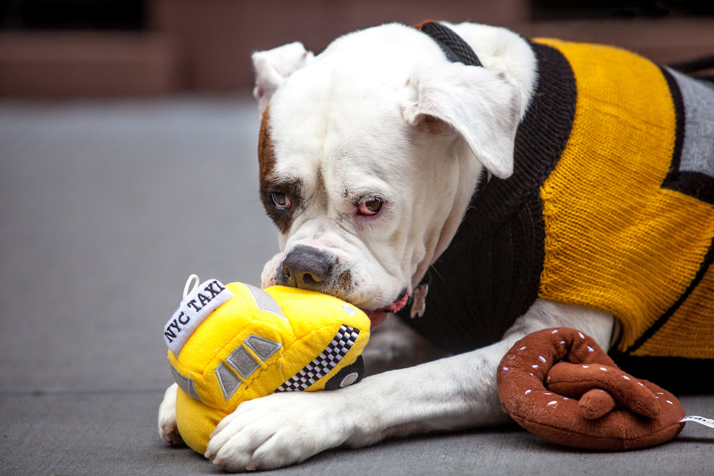 NYC Taxi Handknit Dog Sweater (Dog & Co. Exclusive) Wear PERUVIAN KNITS for DOG & CO.   