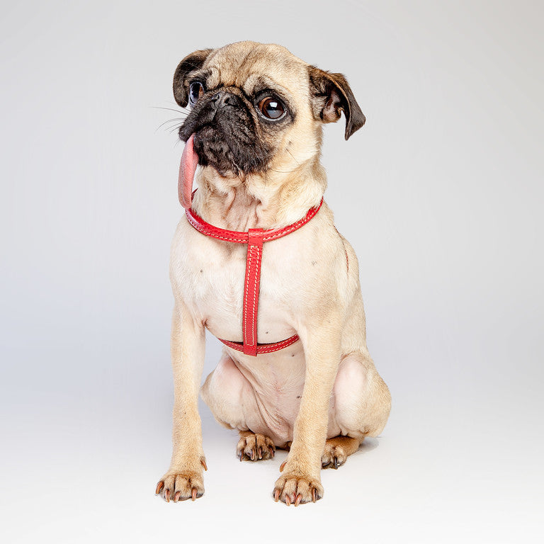 Italian Leather Harness in Red (FINAL SALE) WALK LA CINOPELCA   