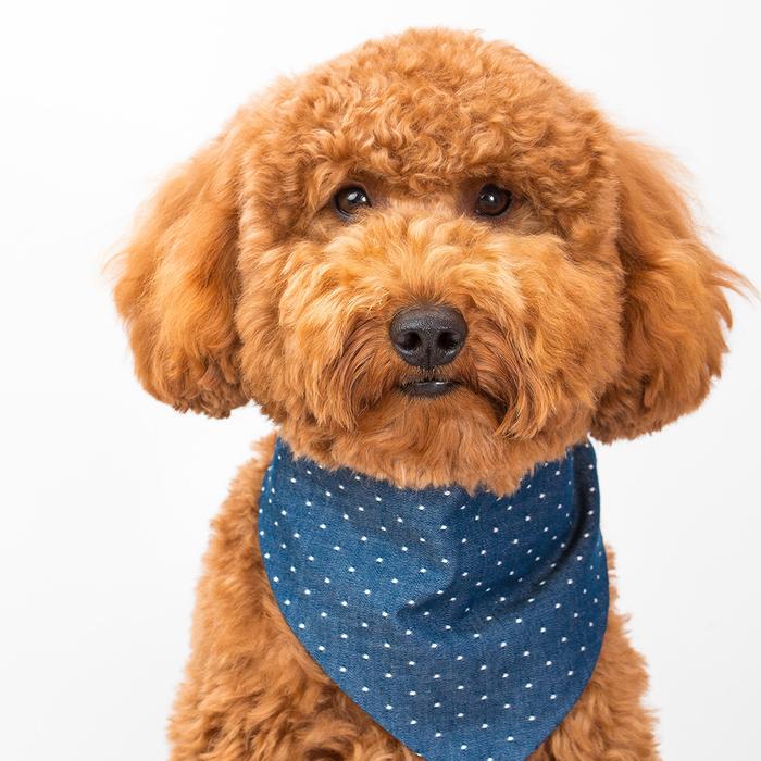 MODERN BEAST | Denim Polka Dot Bandana Accessories MODERN BEAST   