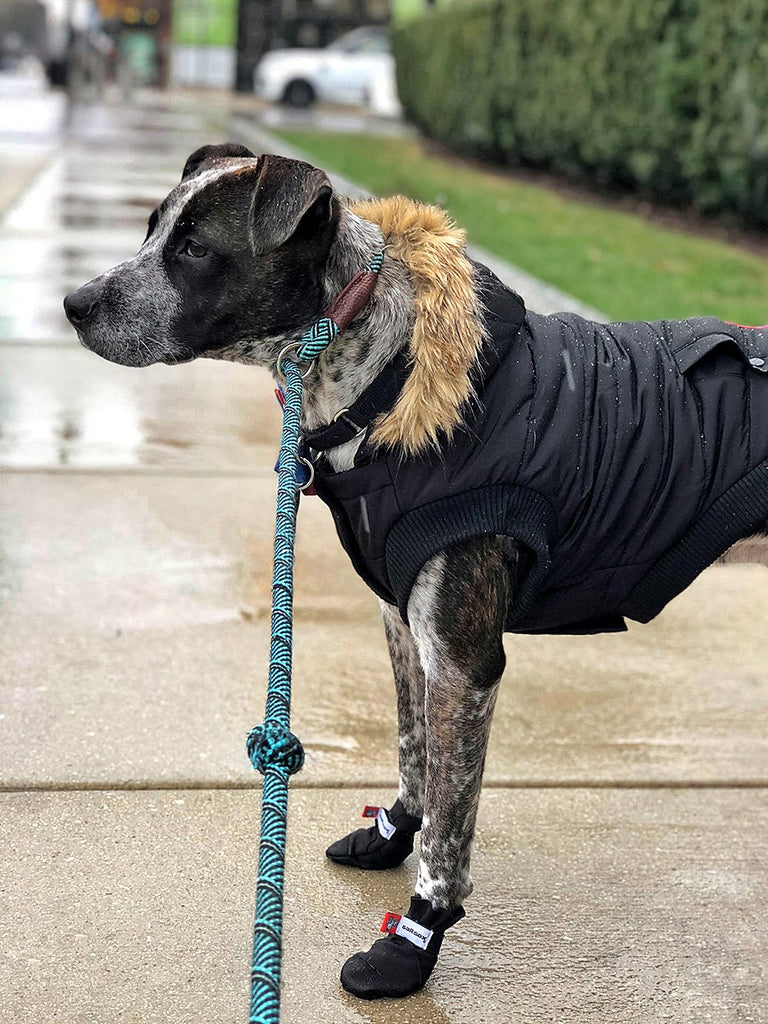 SaltSox Fleece-Lined Dog Booties in Blizzard Black Wear SALTSOX   