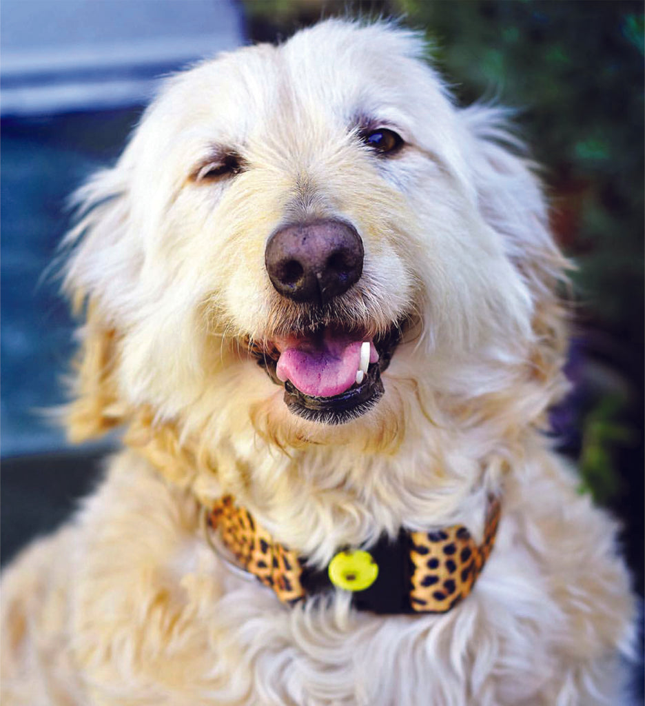 NOBLE PET COMPANY | Lemongrass & Citronella Oil Insect Defense Patches clean NOBLE PET   