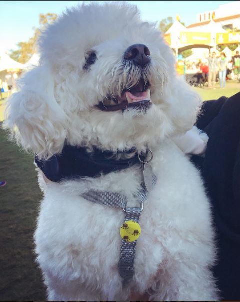 NOBLE PET COMPANY | Lemongrass & Citronella Oil Insect Defense Patches clean NOBLE PET   